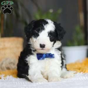 Thumper, Mini Sheepadoodle Puppy
